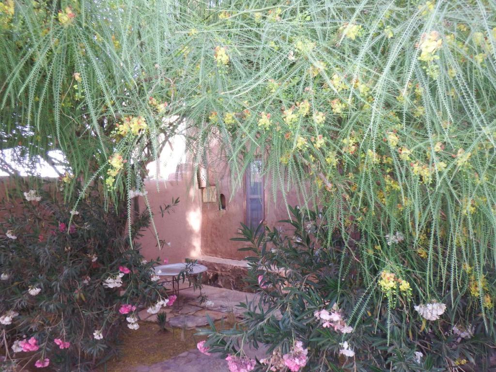 Bed and Breakfast Dar Paru M’hamid El Ghizlane Zimmer foto