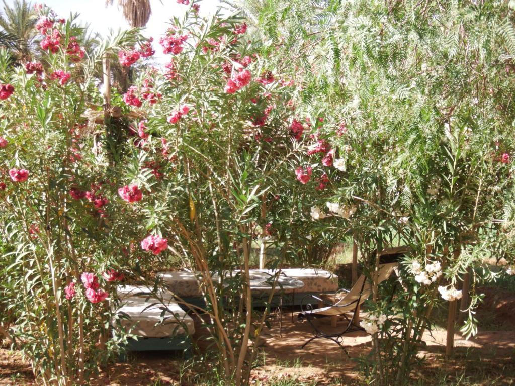 Bed and Breakfast Dar Paru M’hamid El Ghizlane Exterior foto